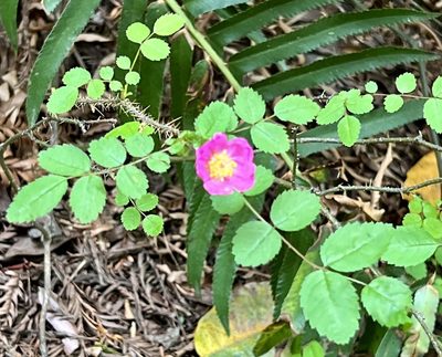Rosa gymnocarpa, photographed by Chuck Wilson