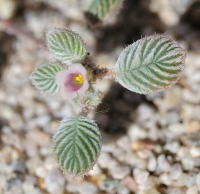 Tiquilia plicata, photographed by Alex Heyman