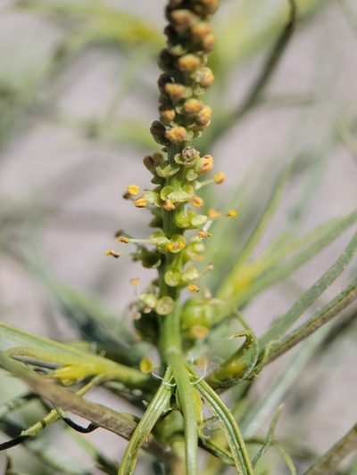 Stillingia paucidentata, photographed by Alex Heyman