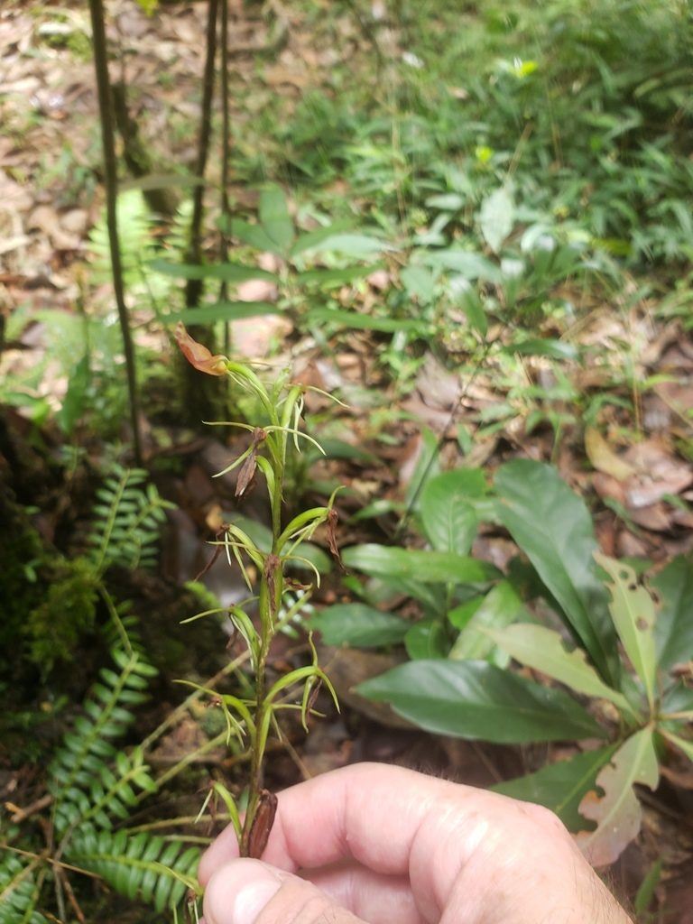 Cryptostylis arachnites, photographed by Shaan Aroeste