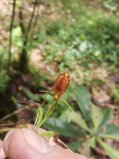 Cryptostylis arachnites, photographed by Shaan Aroeste