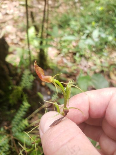 Cryptostylis arachnites, photographed by Shaan Aroeste