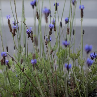 Lavandula multifida, photographed by Tim Johnson