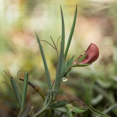 Lathyrus cicera, photographed by Tim Johnson