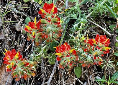 Castilleja affinis, photographed by Chuck Wilson