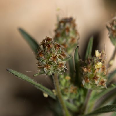 Plantago afra, photographed by Tim Johnson