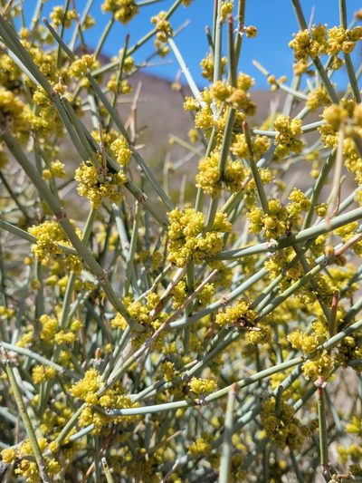 Ephedra funerea, photographed by Alex Heyman