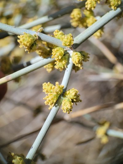 Ephedra funerea, photographed by Alex Heyman