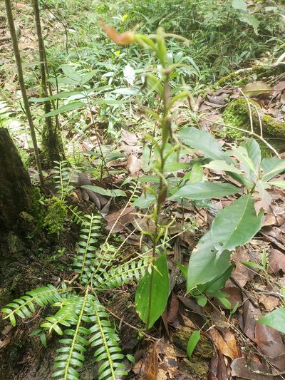 Cryptostylis arachnites, photographed by Shaan Aroeste