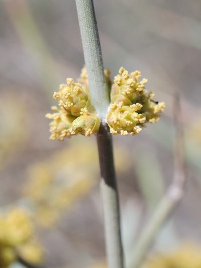 Ephedra funerea, photographed by Alex Heyman