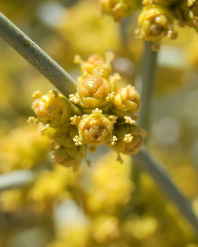 Ephedra funerea, photographed by Alex Heyman