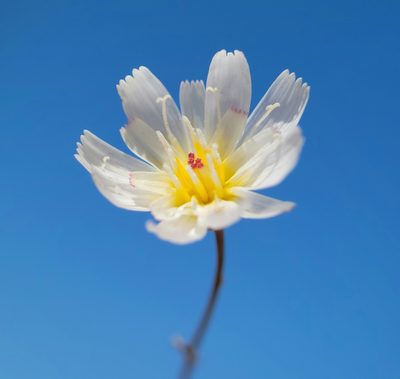 Atrichoseris platyphylla, photographed by Alex Heyman