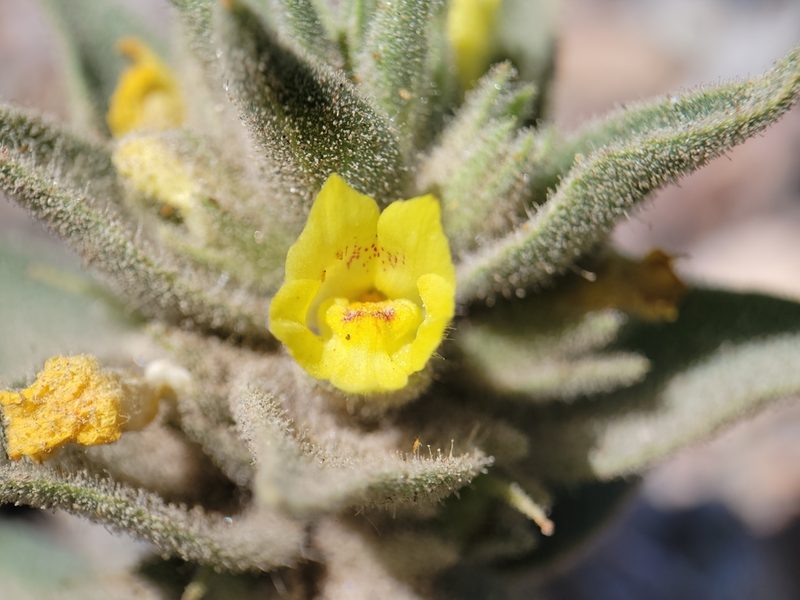 Mohavea breviflora, photographed by Alex Heyman