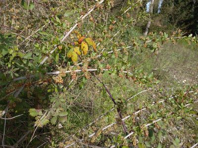 Coriaria myrtifolia, photographed by Pere Barnola