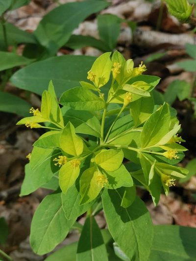 Euphorbia carniolica, photographed by Ljaž