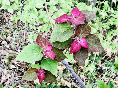 Mallotus japonicus, photographed by Bert Kimura
