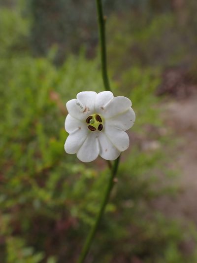 Nicotiana suaveolens, photographed by Nina Kerr
