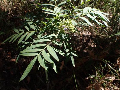 Polyscias sambucifolia, photographed by Nina Kerr