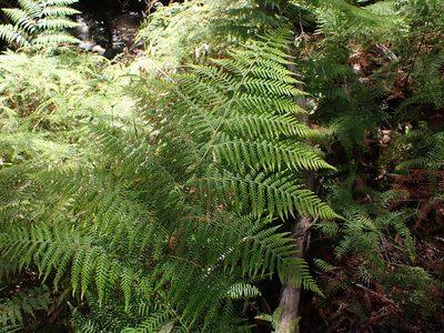 Calochlaena dubia, photographed by Nina Kerr