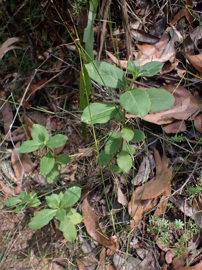 Coprosma hirtella, photographed by Nina Kerr