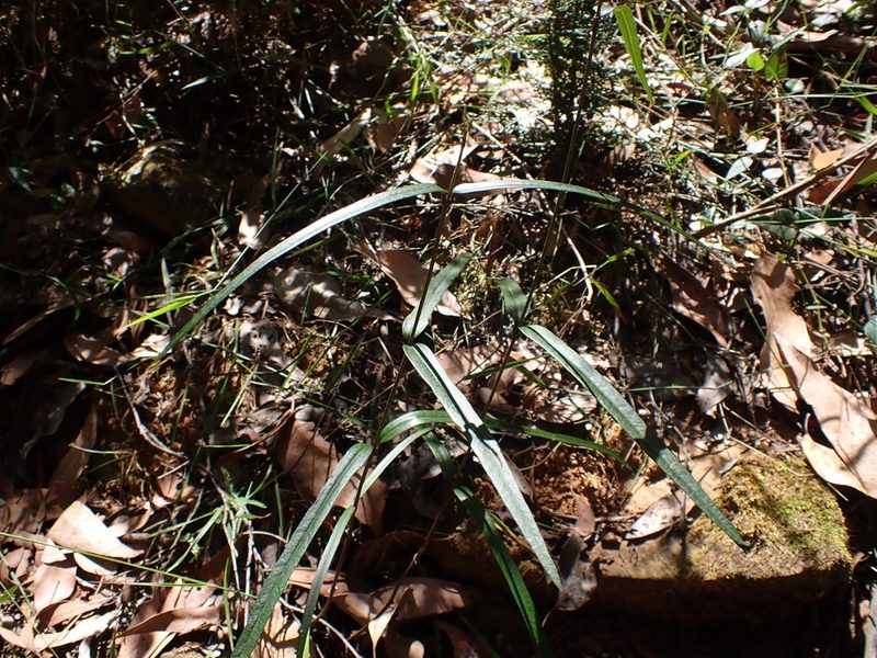 Parsonsia brownii, photographed by Nina Kerr
