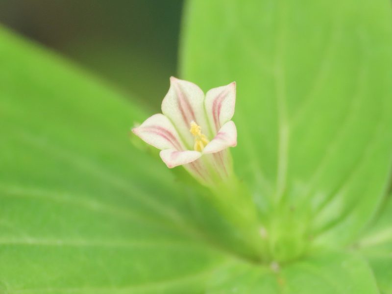 Spigelia anthelmia, photographed by Emanuele Santarelli