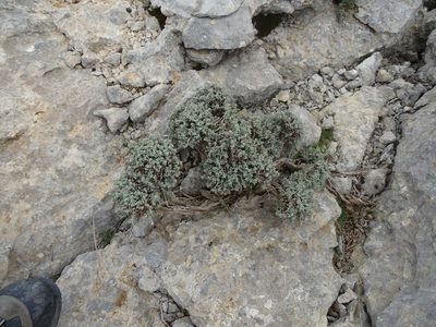 Santolina magonica, photographed by Grzegorz Grzejszczak
