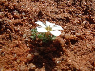 Oxalis lichenoides, photographed by marius