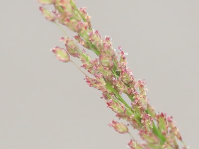 Eragrostis tenella, photographed by Emanuele Santarelli