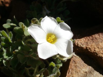 Oxalis annae, photographed by marius