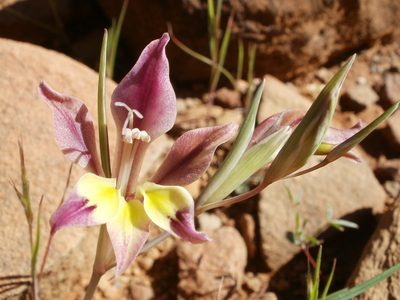Gladiolus scullyi, photographed by marius