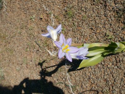 Moraea speciosa, photographed by marius