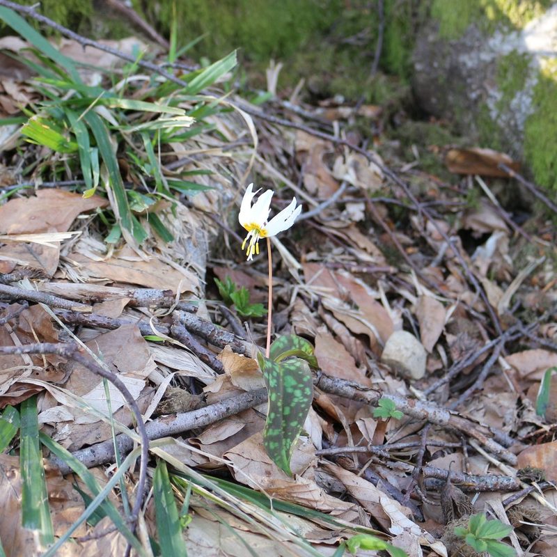 Erythronium caucasicum, photographed by Юрий Данилевский (Yuriy Danilevsky)