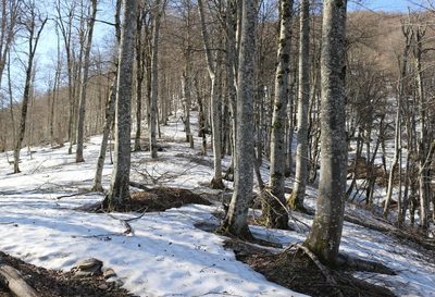 Fagus orientalis, photographed by Юрий Данилевский (Yuriy Danilevsky)
