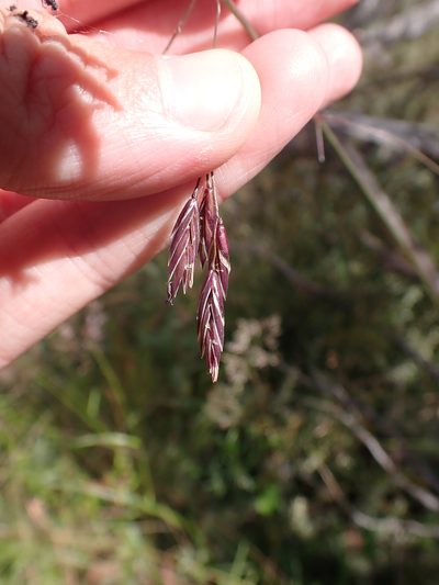 Festuca muelleri, photographed by Nina Kerr