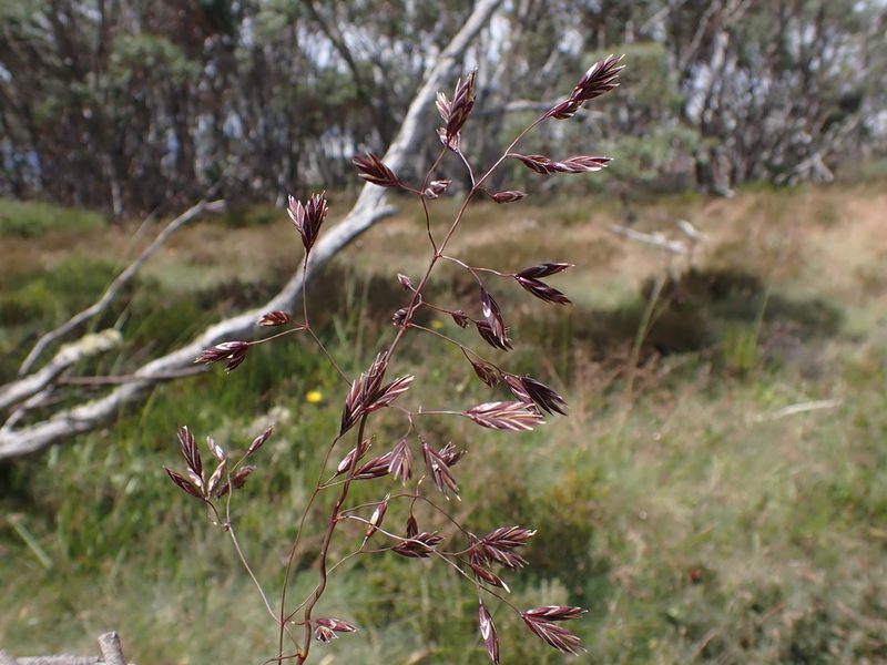 Festuca muelleri, photographed by Nina Kerr