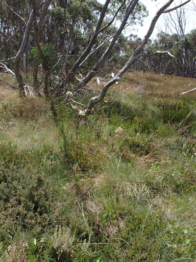 Festuca muelleri, photographed by Nina Kerr