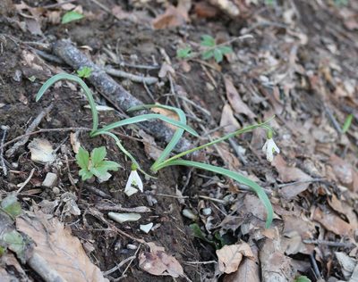 Galanthus alpinus, photographed by Юрий Данилевский (Yuriy Danilevsky)