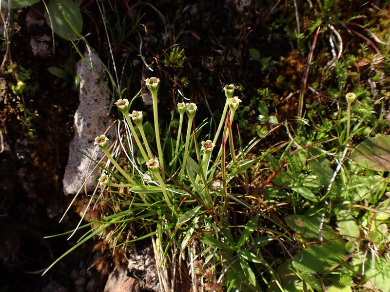 Colobanthus affinis, photographed by Nina Kerr