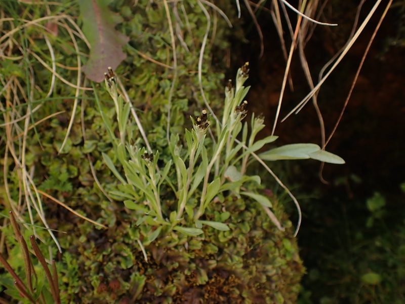 Argyrotegium poliochlorum, photographed by Nina Kerr