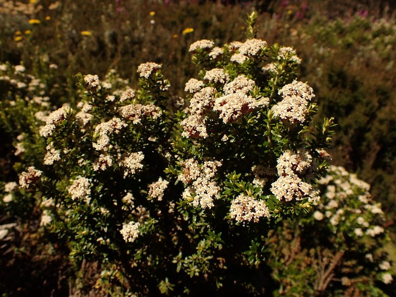 Ozothamnus alpinus, photographed by Nina Kerr