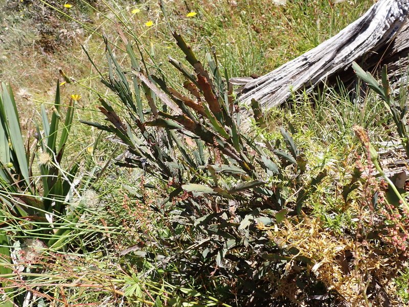 Bossiaea bracteosa, photographed by Nina Kerr