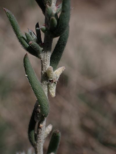 Malacocera tricornis, photographed by Nina Kerr