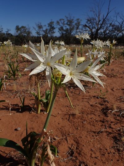 Crinum flaccidum, photographed by Nina Kerr