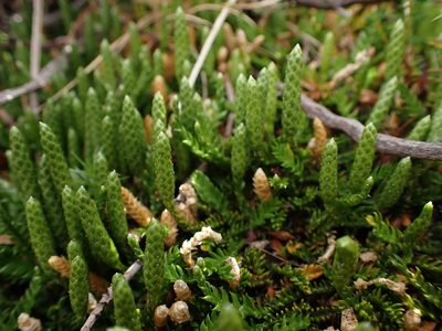 Diphasium scariosum, photographed by Nina Kerr