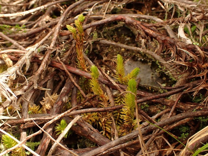 Huperzia australiana, photographed by Nina Kerr