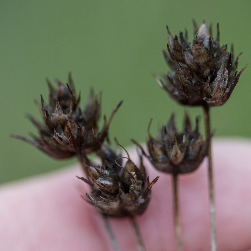 Plantago sempervirens, photographed by Tim Johnson