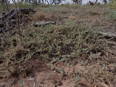 Atriplex pumilio, photographed by Nina Kerr