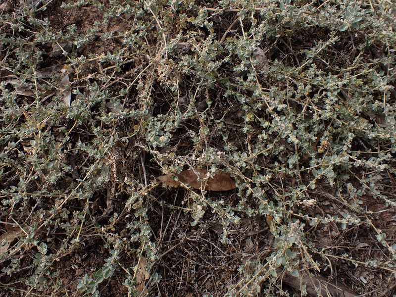 Atriplex pumilio, photographed by Nina Kerr