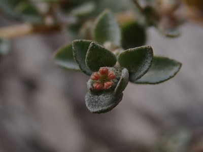 Atriplex pumilio, photographed by Nina Kerr